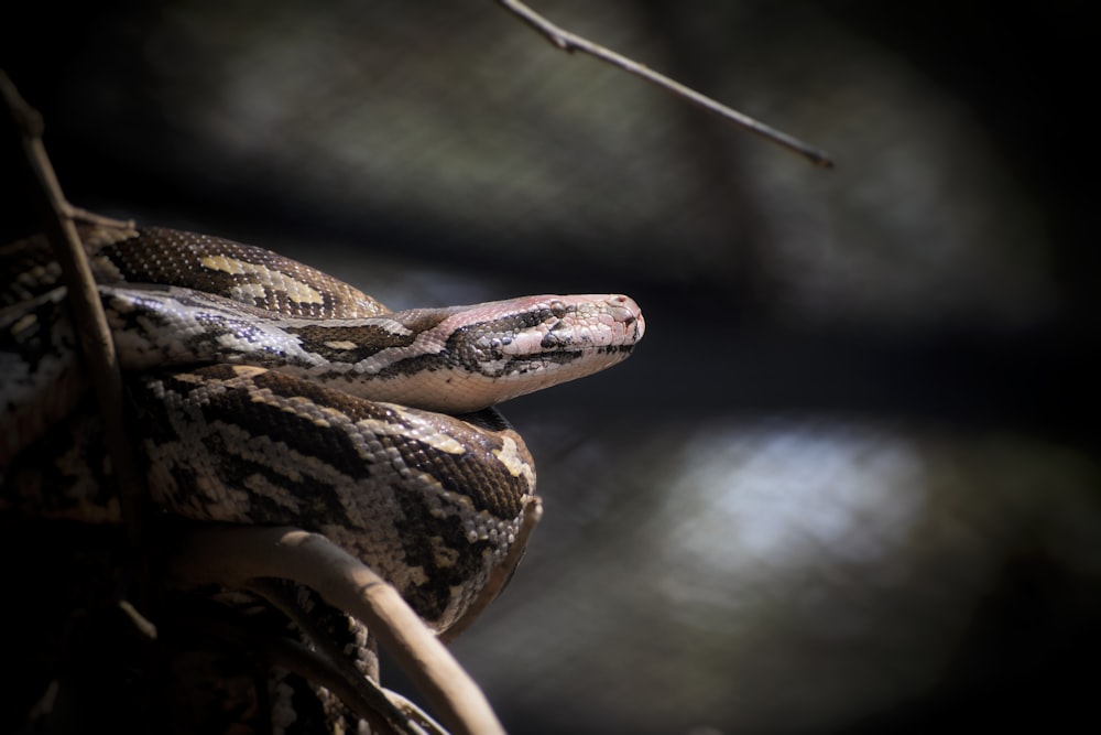 a close up of a snake on a branch