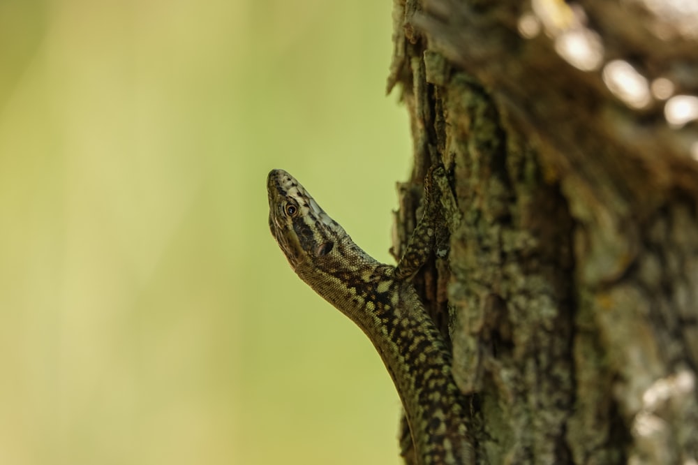 a lizard climbing up the side of a tree