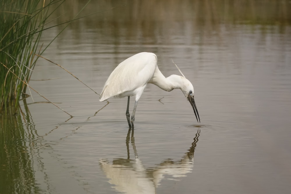 a white bird with its beak in the water