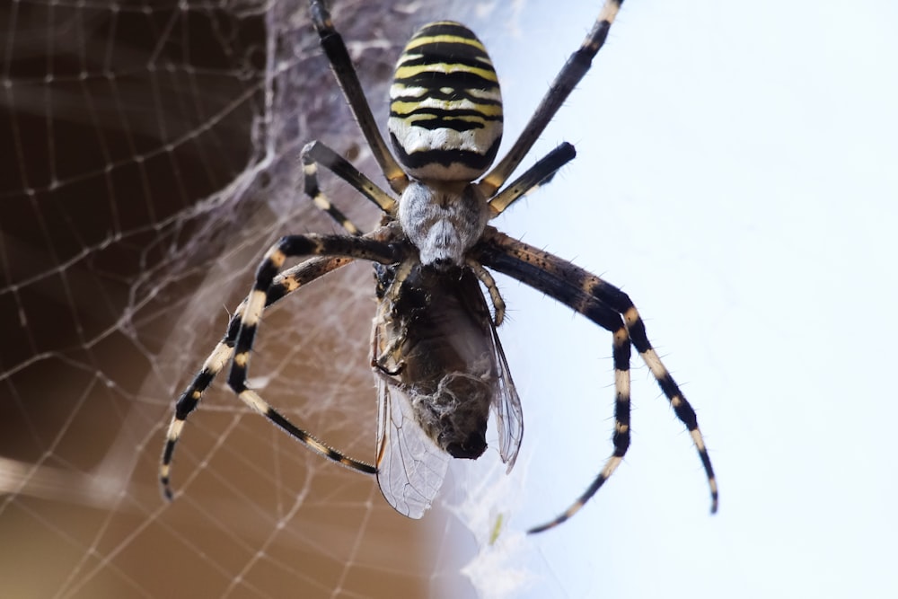 Un primo piano di un ragno su una ragnatela