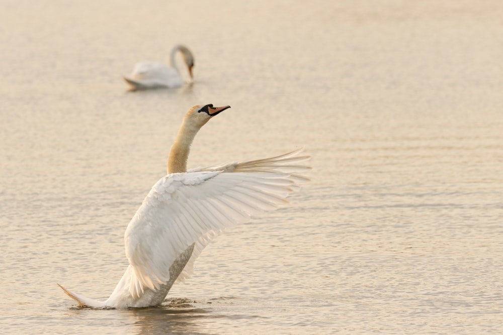 a white swan flapping its wings in the water