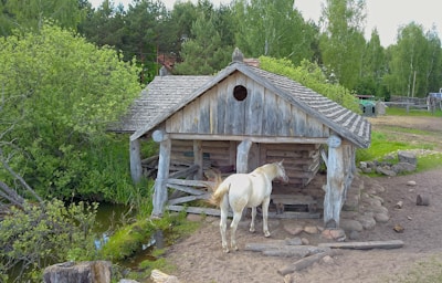 An old wooden structure resembling a rustic cabin stands near a small pond, surrounded by lush greenery and dense trees. A white horse is standing outside, appearing to explore the area near the cabin. The cabin has a weathered appearance with a classic shingled roof and round stones scattered in the foreground.