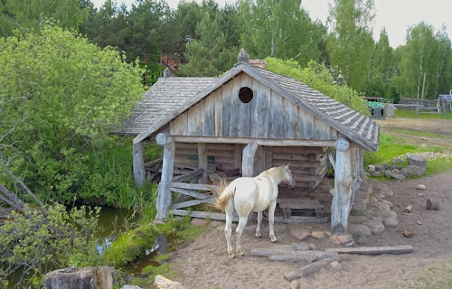 An old wooden structure resembling a rustic cabin stands near a small pond, surrounded by lush greenery and dense trees. A white horse is standing outside, appearing to explore the area near the cabin. The cabin has a weathered appearance with a classic shingled roof and round stones scattered in the foreground.