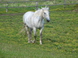 A beautiful white horse with a flowing mane near colorful flowers.