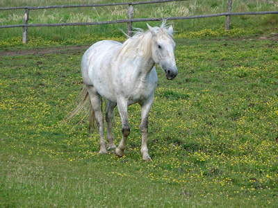 A beautiful white horse with a flowing mane near colorful flowers.