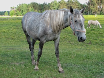 A dappled grey horse with a light mane stands on a lush green field. Behind it, another horse grazes in the background. Surrounding the field are dense woods with various shades of green trees under a bright, clear sky.