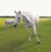 A white horse stands prominently in the foreground on a lush green field, with two other horses grazing in the background. The scene is set under a bright sky with scattered clouds, surrounded by a backdrop of distant trees.