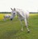 A white horse stands prominently in the foreground on a lush green field, with two other horses grazing in the background. The scene is set under a bright sky with scattered clouds, surrounded by a backdrop of distant trees.