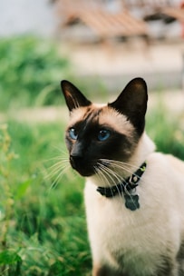 A Siamese cat with striking blue eyes and creamy fur featuring dark accents on its face, ears, and tail, sits attentively in a lush green garden. The cat is wearing a collar with a tag, surrounded by blurred greenery in the background.
