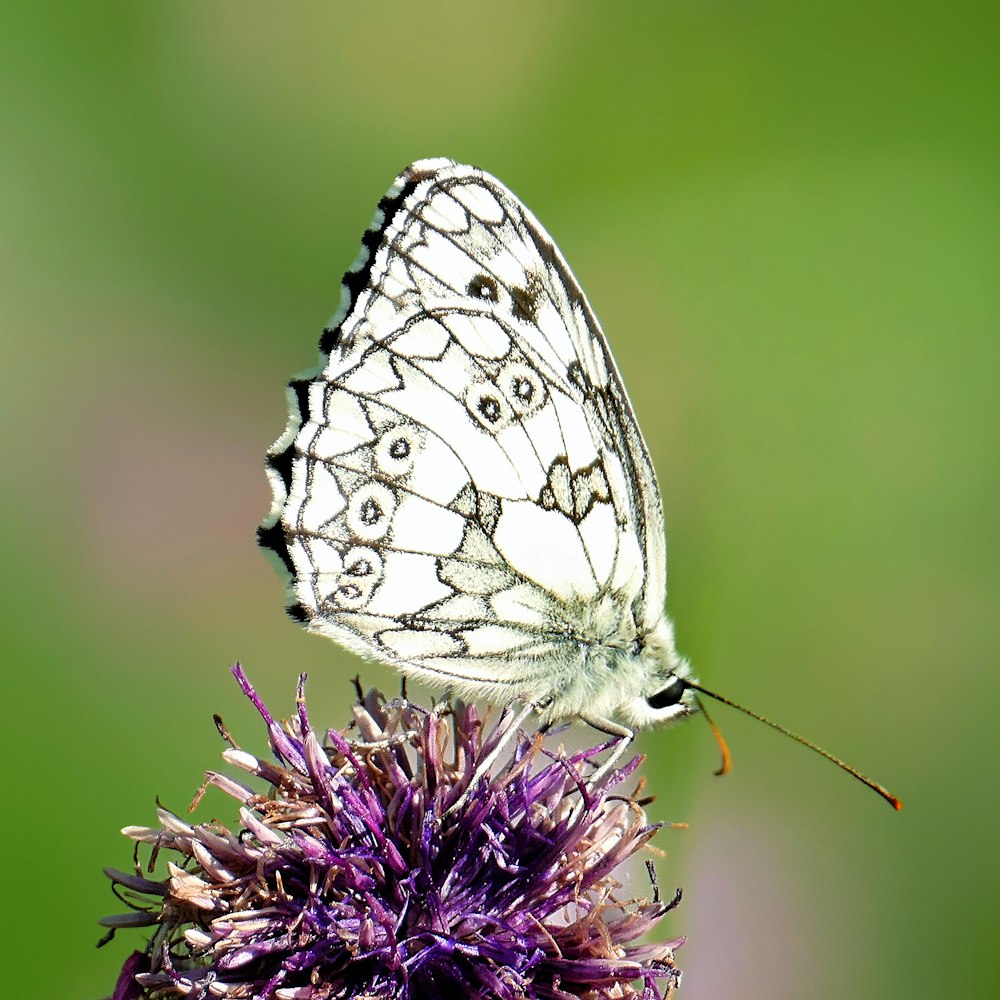 a white butterfly sitting on top of a purple flower