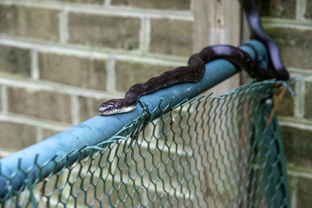 a snake that is sitting on top of a fence