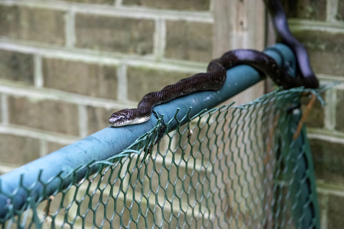 Snake Season in Kentucky: What to Expect