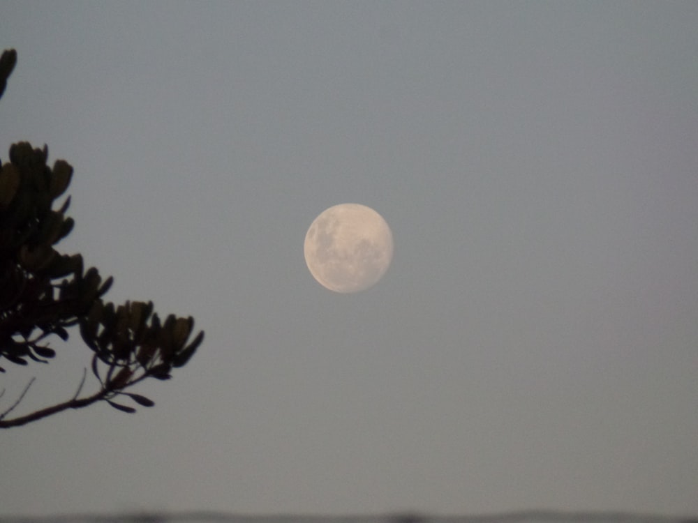 Une pleine lune vue à travers les branches d’un arbre