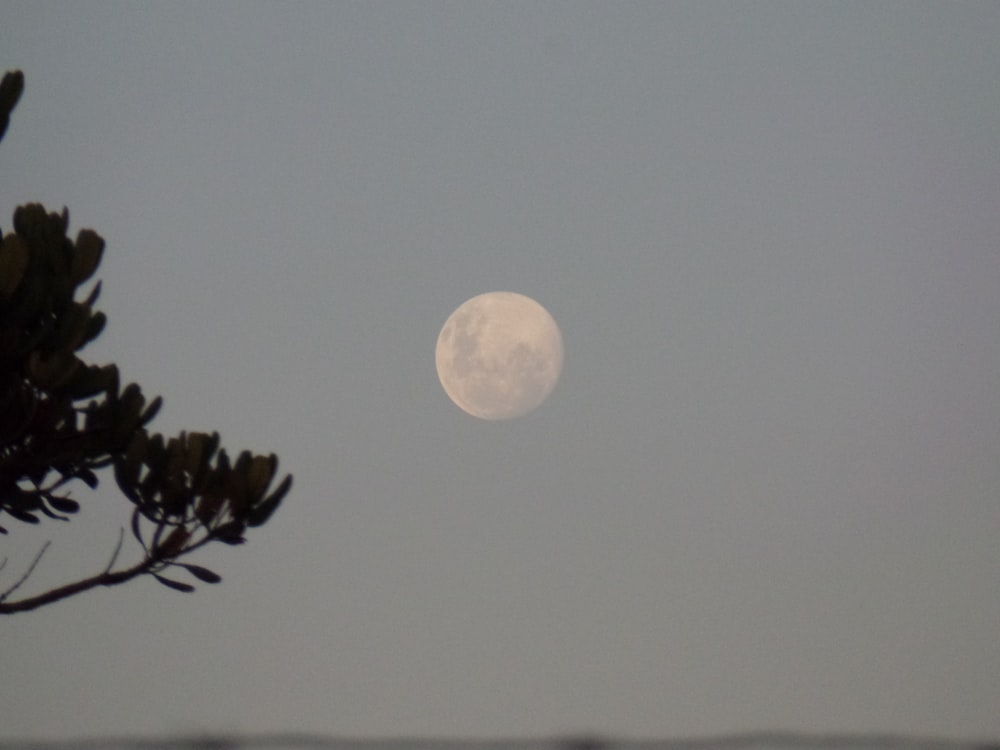 a full moon seen through the branches of a tree