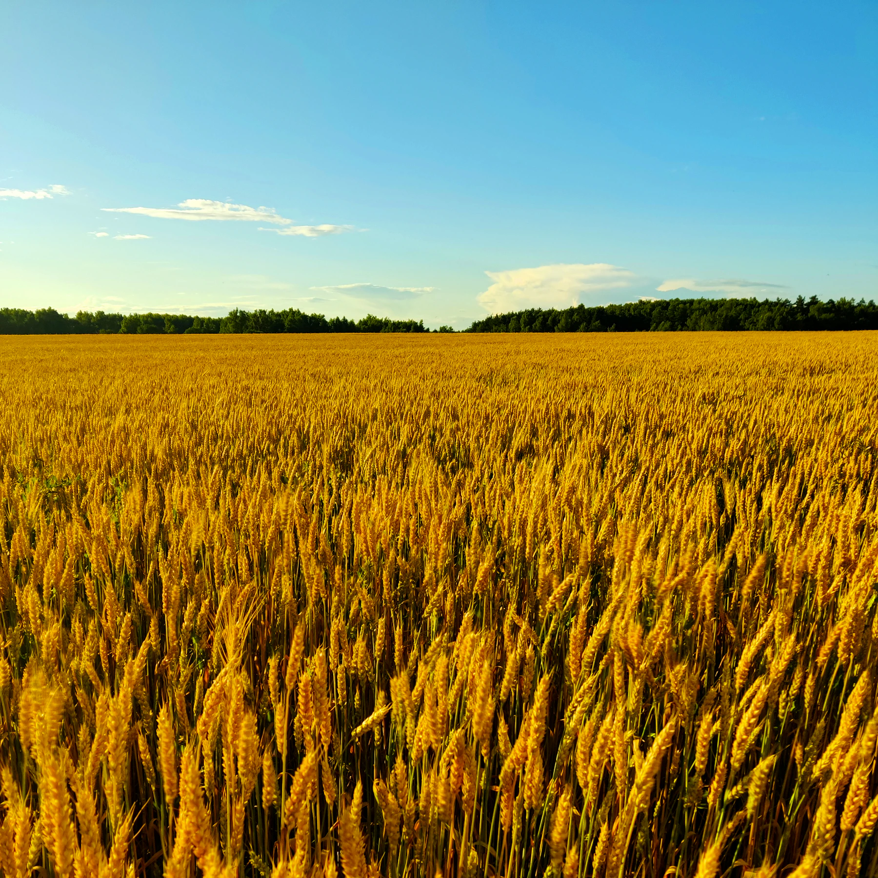 Wheat, corn and barley