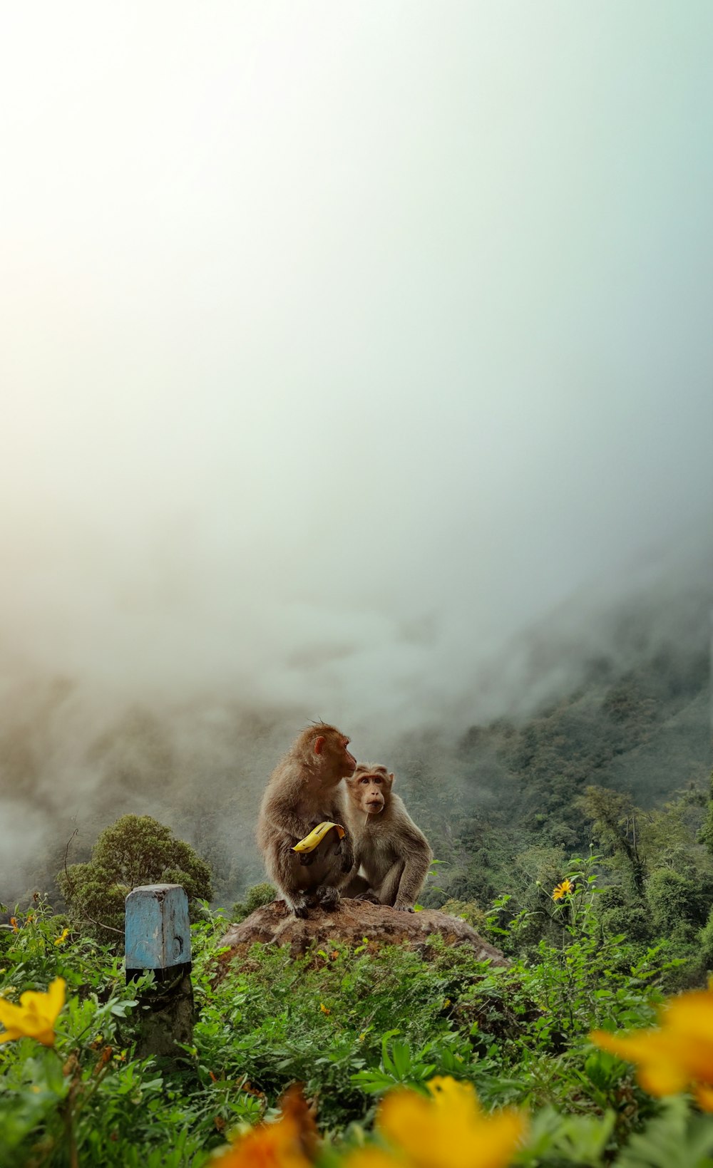 a couple of monkeys sitting on top of a lush green field