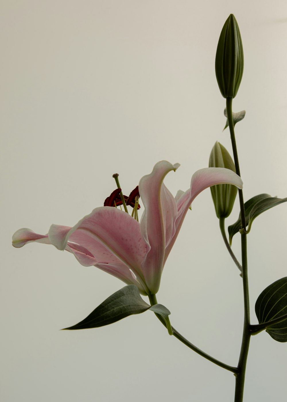 a pink flower with green leaves in a vase
