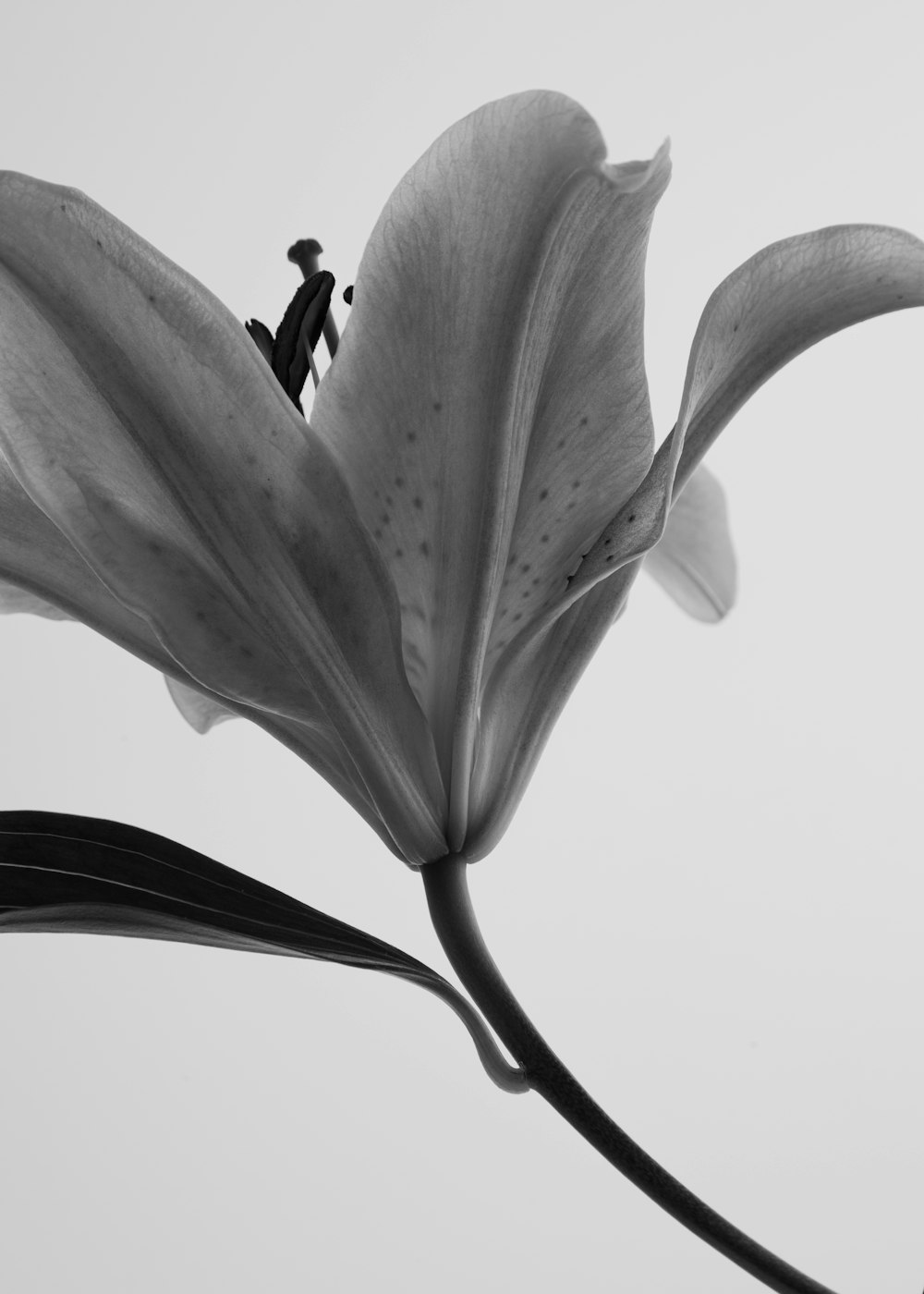 a black and white photo of a flower