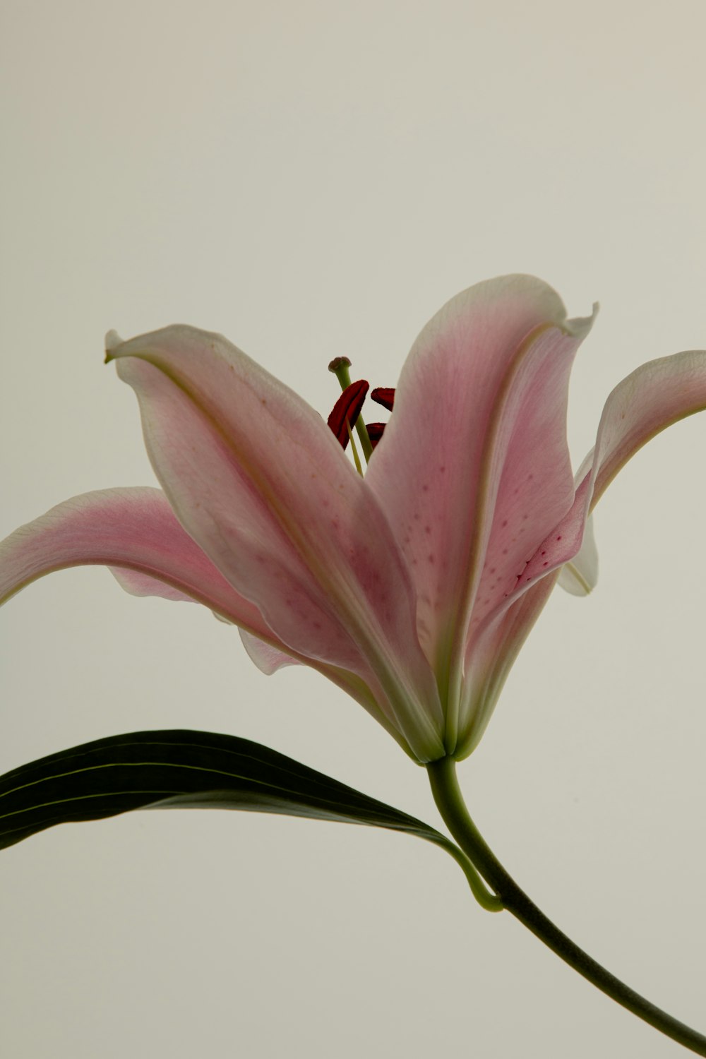 a pink flower with a green stem in front of a white background