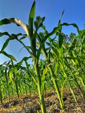 A close-up of vibrant hybrid corn plants growing robustly in a sunlit field.