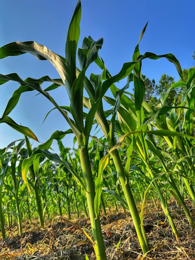 Close-up of fresh green corn plants growing in a sunlit field, highlighting the natural ingredients used by Costera Food.