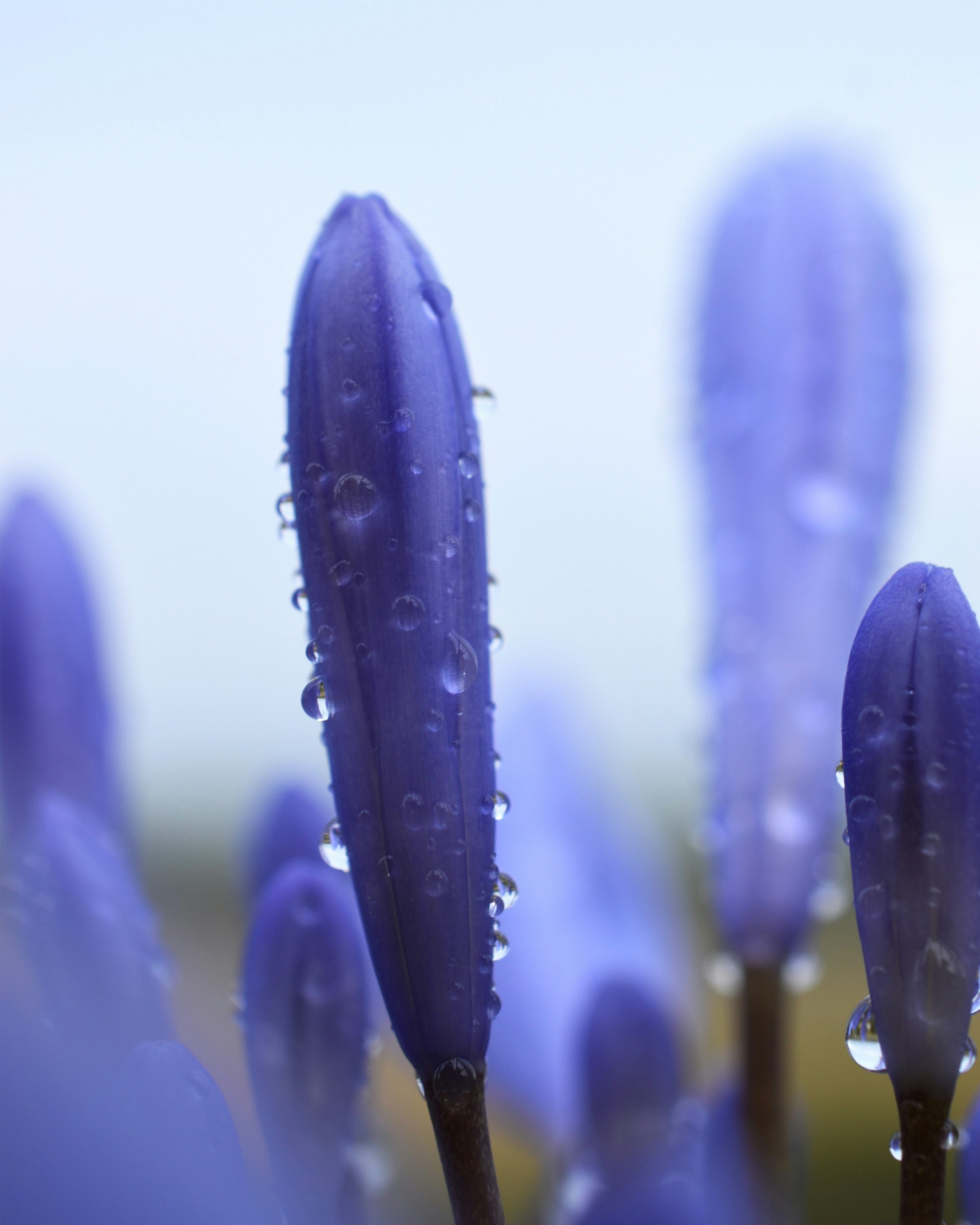 Un grupo de flores púrpuras con gotas de agua sobre ellas