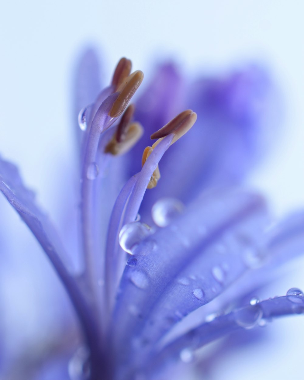 a close up of a purple flower with water droplets