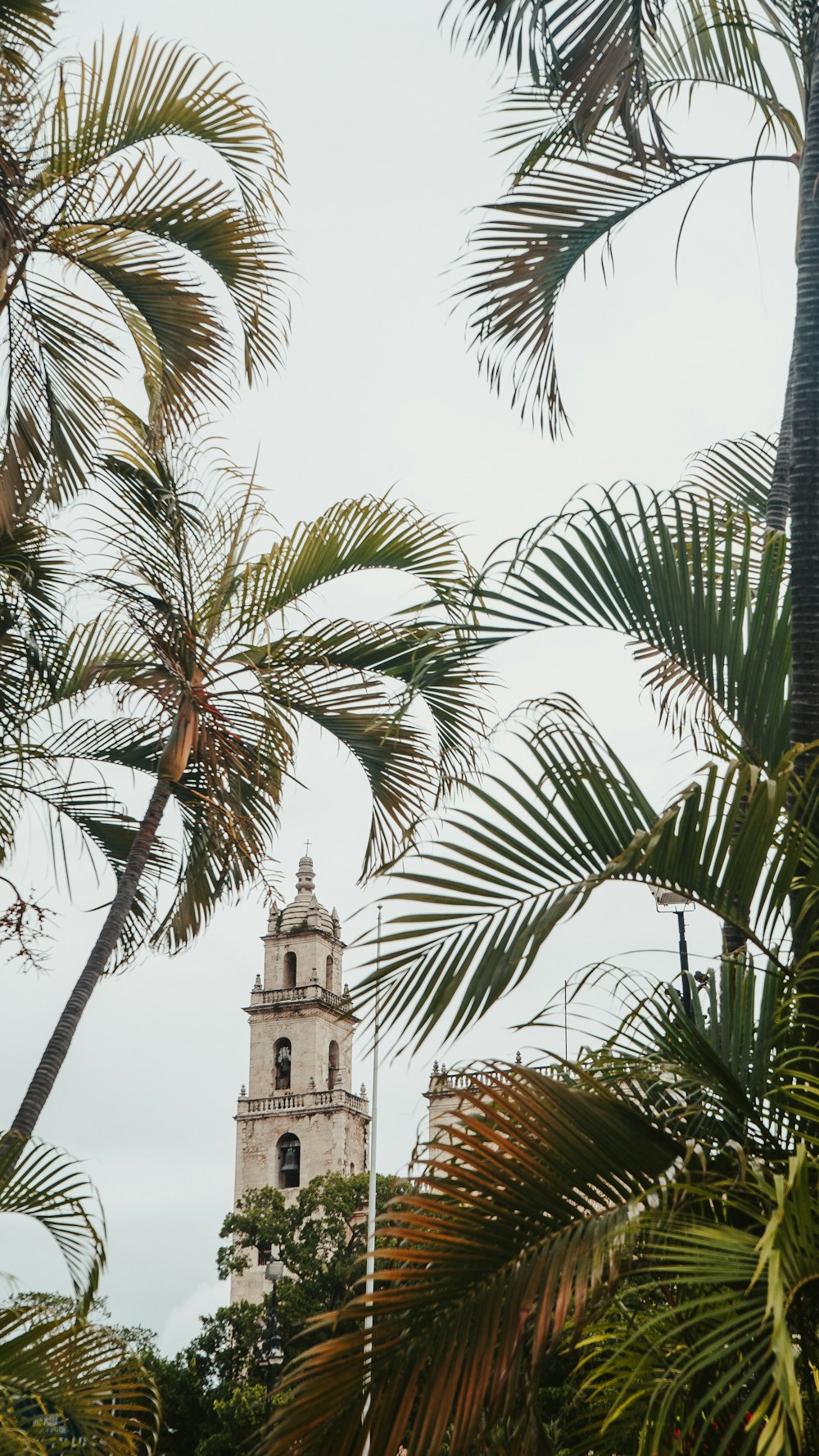 une haute tour de l’horloge entourée de palmiers
