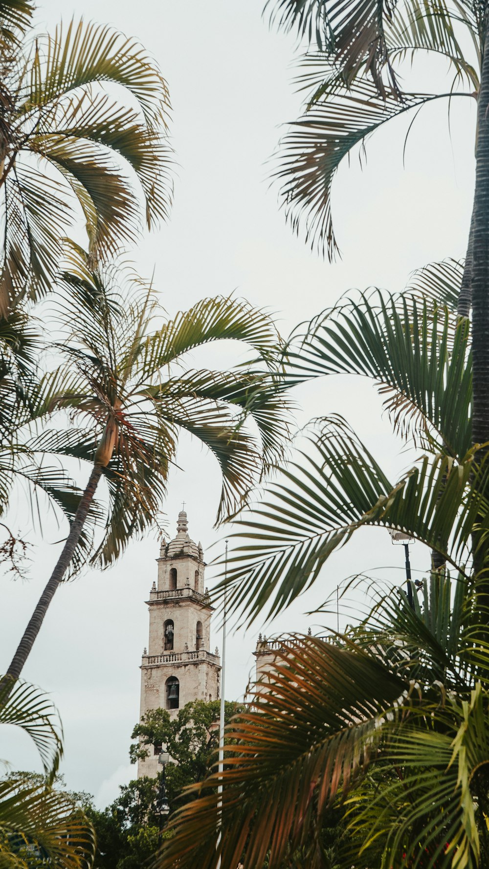 a tall clock tower surrounded by palm trees