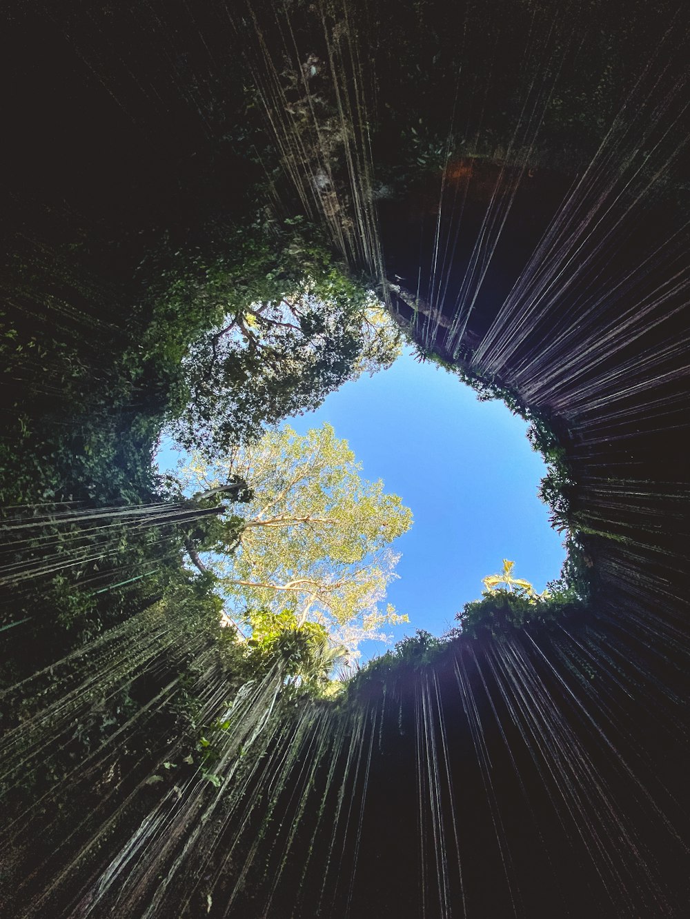 a view of the sky from the ground of a forest