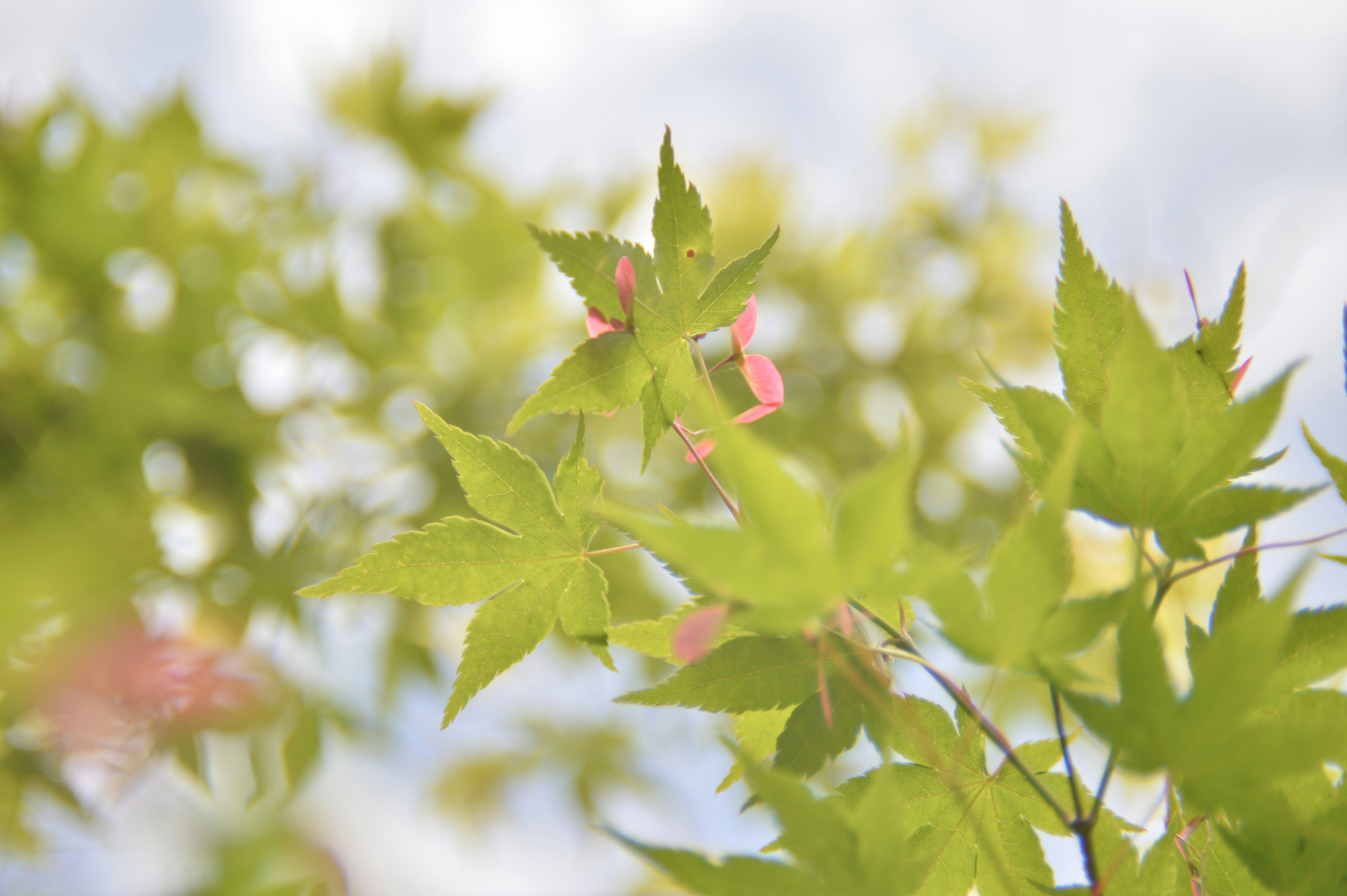 日本 紅葉の花 田舎