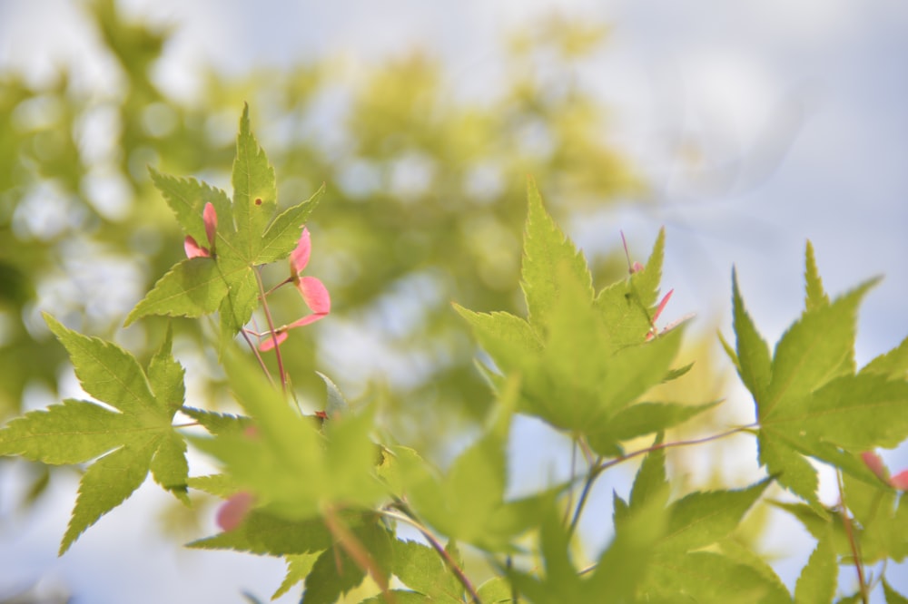 a close up of a tree with pink flowers