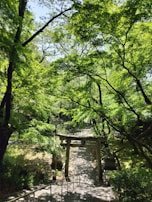 A quiet path through a green forest, symbolizing the journey of spiritual transformation.