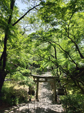 A peaceful path through a blue and brown forest symbolizing the journey of the Saint Joseph walk.