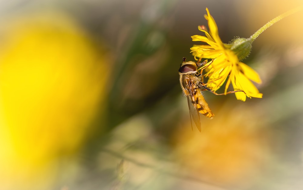 a fly sitting on top of a yellow flower