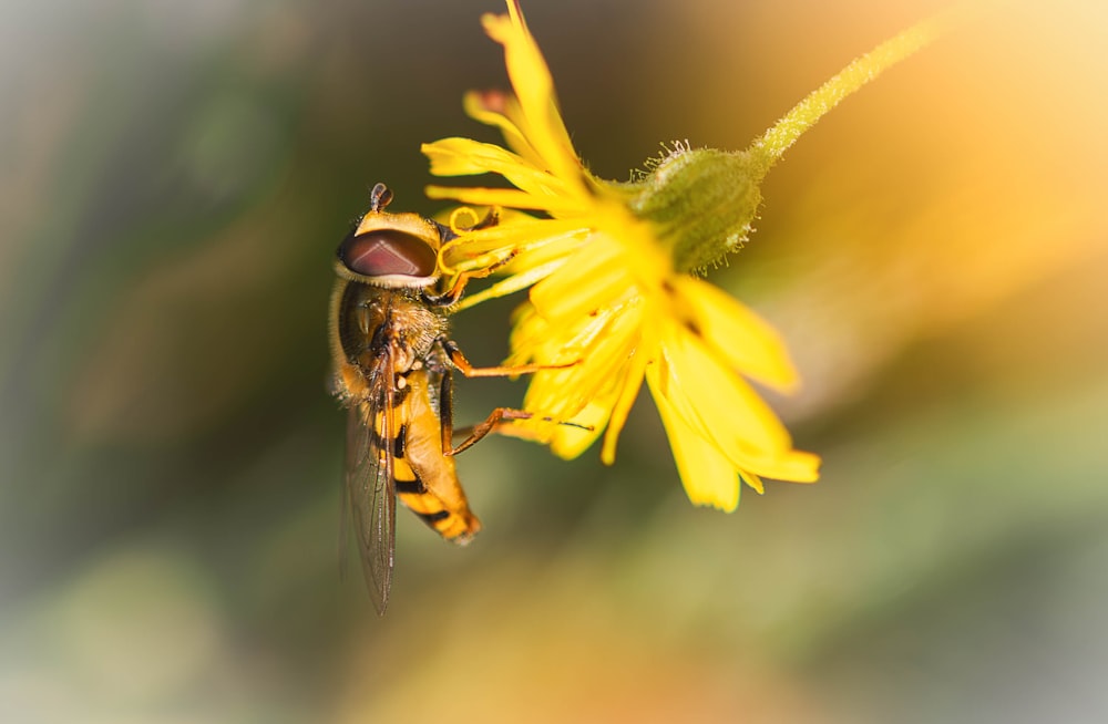 a close up of a bee on a flower