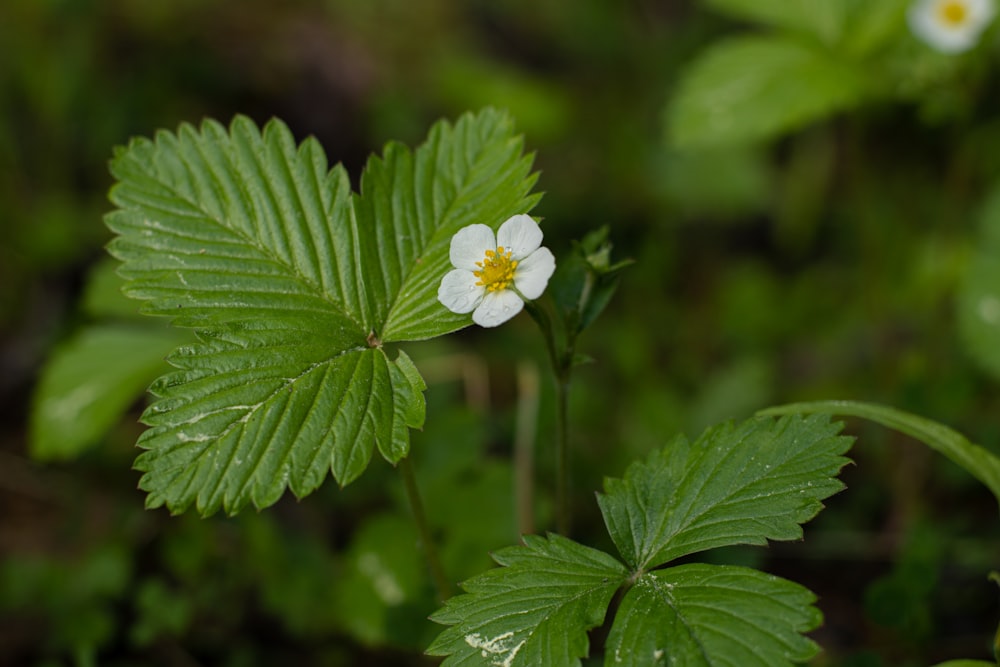 a small white flower sitting on top of a green leaf