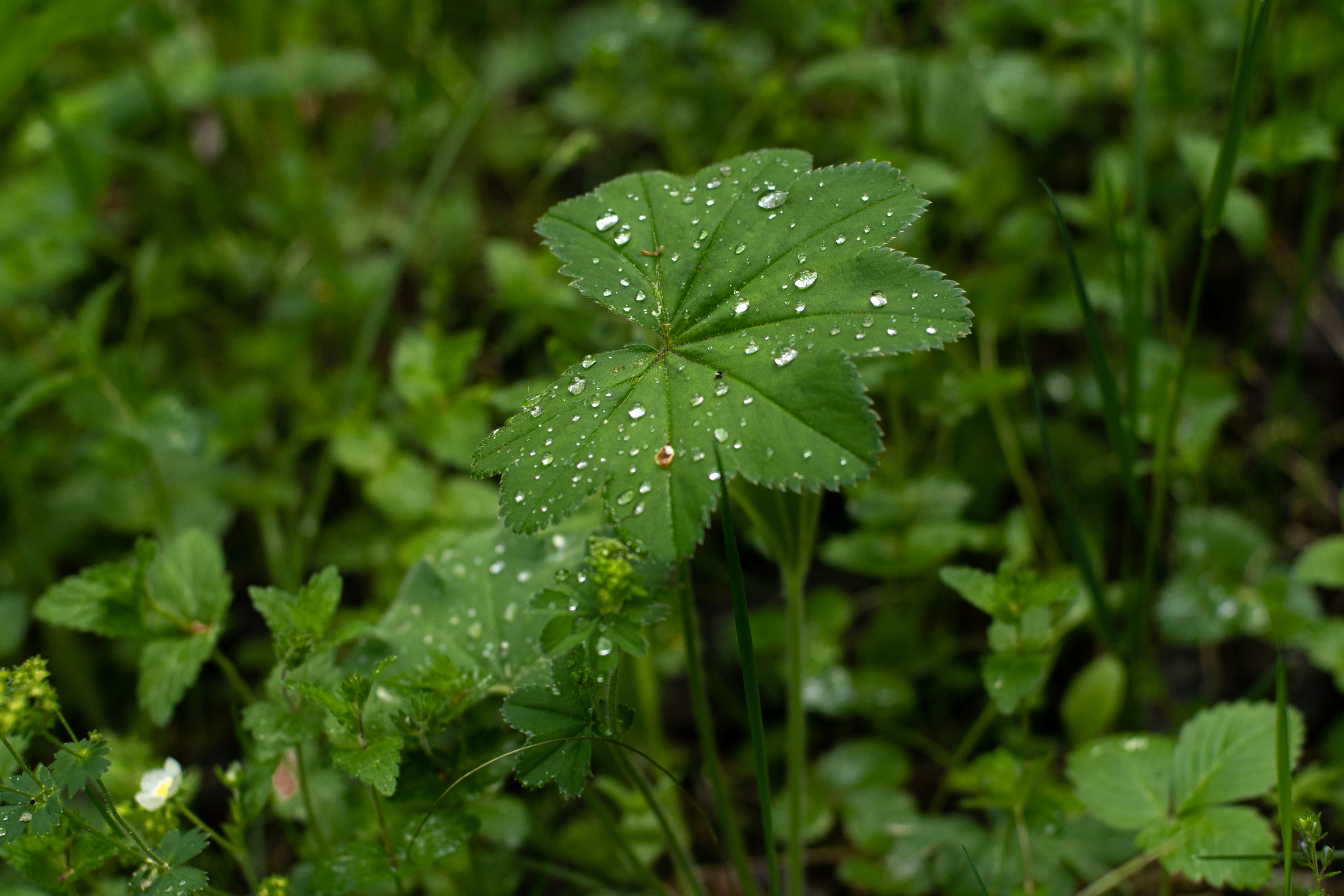 Photo by nataliaraylenegusakova