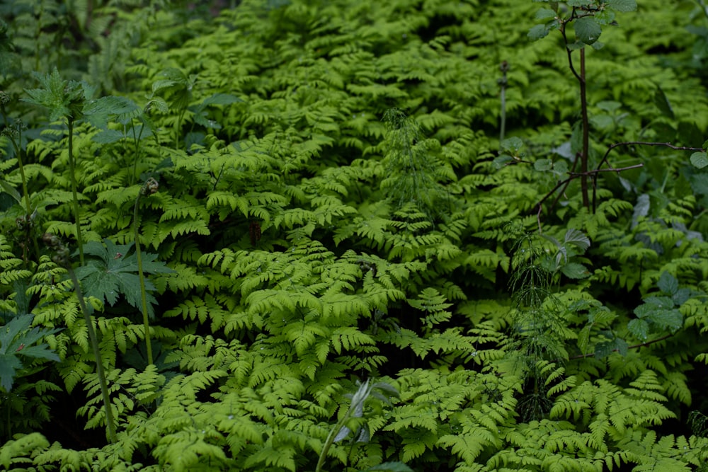 a close up of a bunch of green plants