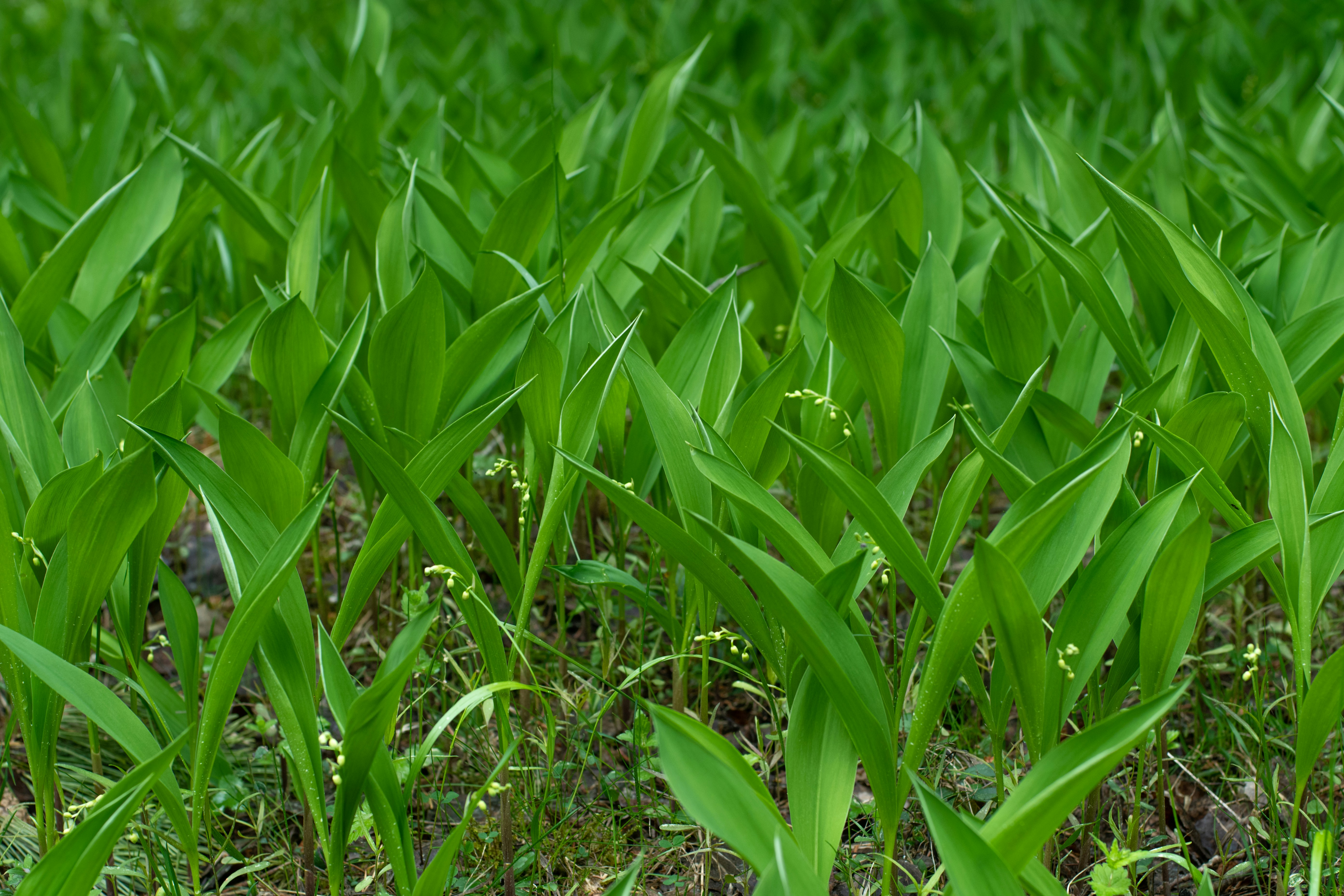 Photo by nataliaraylenegusakova