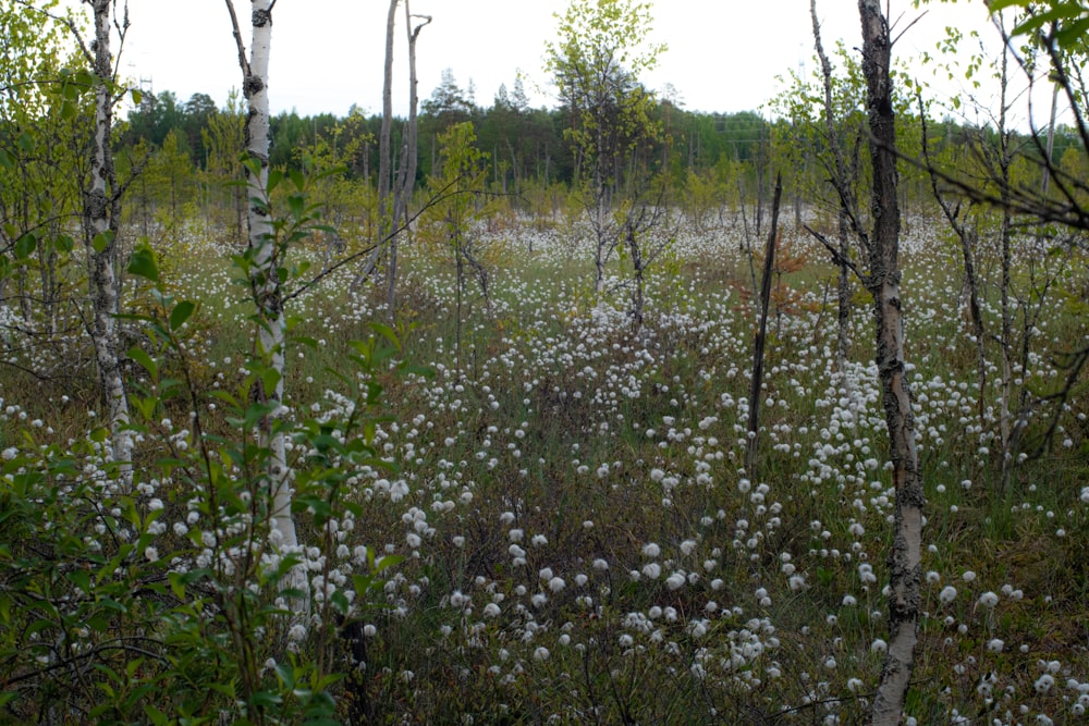 Un campo lleno de flores blancas rodeado de árboles