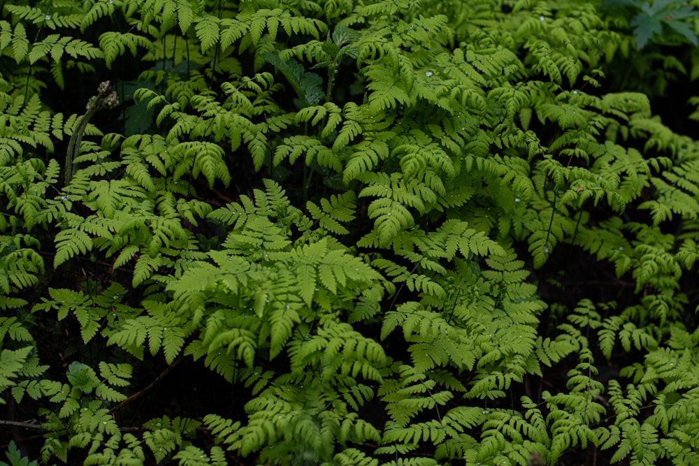 a close up of a bunch of green plants