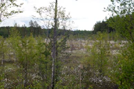 A restored wetland area teeming with native birds and lush greenery under a clear blue sky.