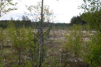 A restored wetland area teeming with native birds and lush greenery under a clear blue sky.