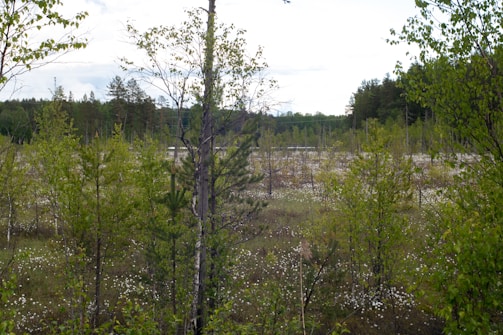 Conservationists monitoring wildlife in a lush wetland reserve
