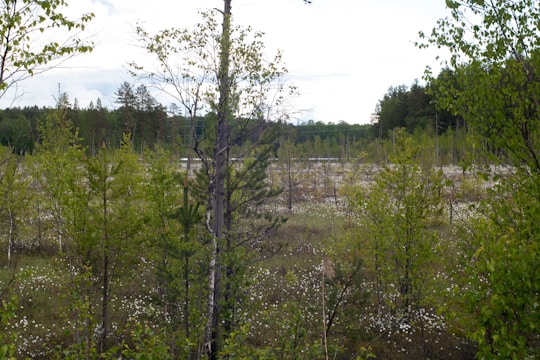 A lush wetland area with native plants and birds thriving under a clear sky.
