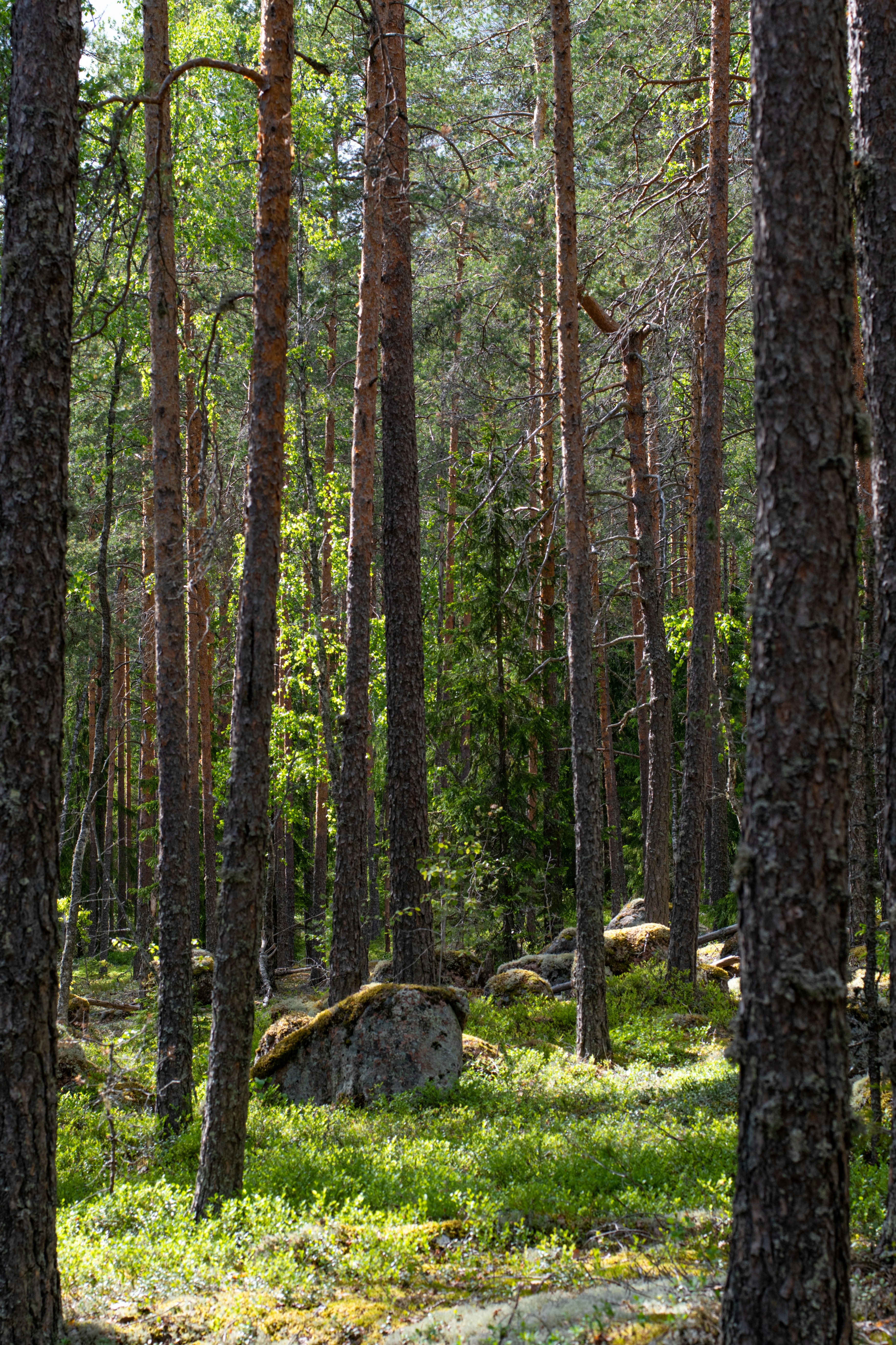 Photo by nataliaraylenegusakova