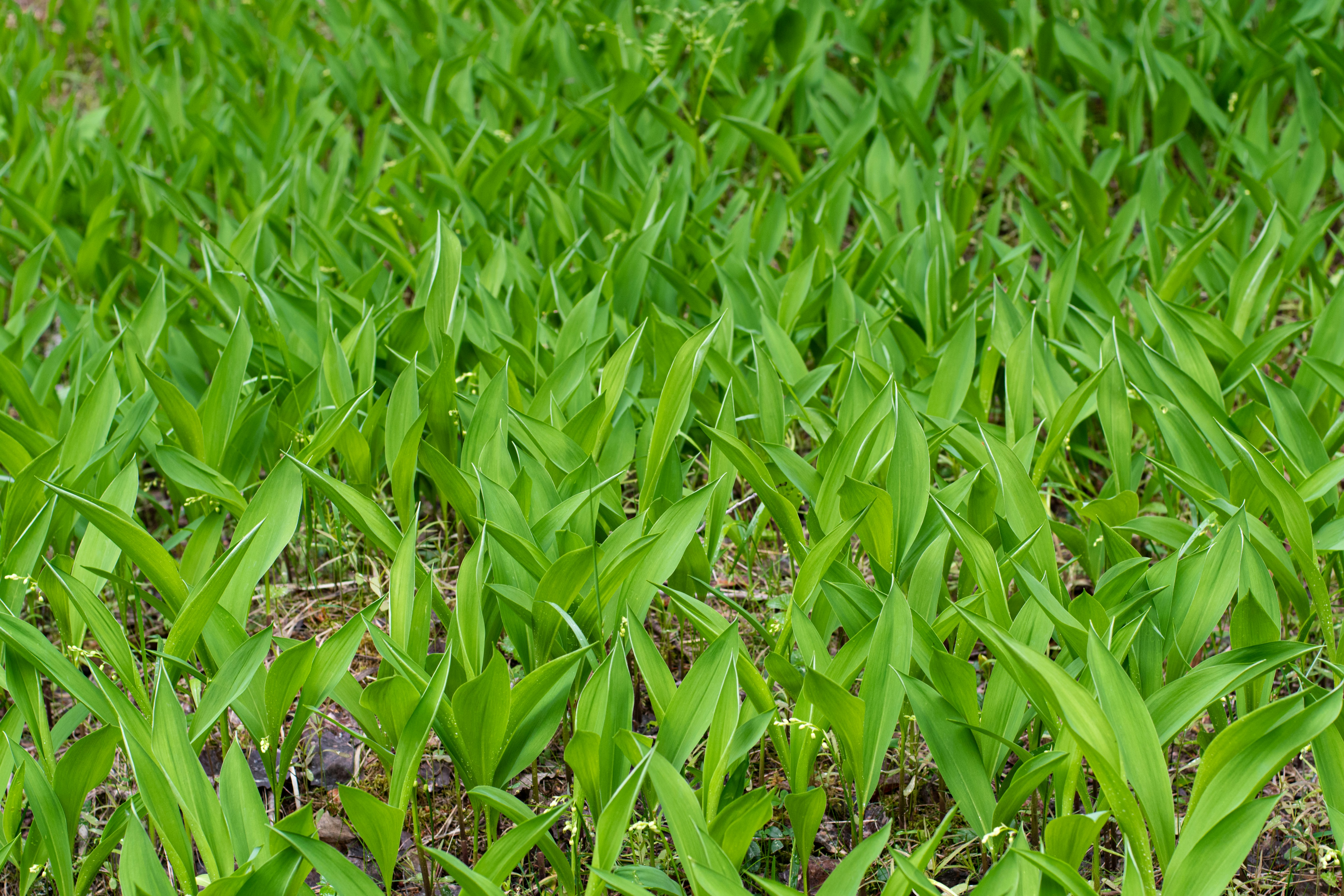 Photo by nataliaraylenegusakova