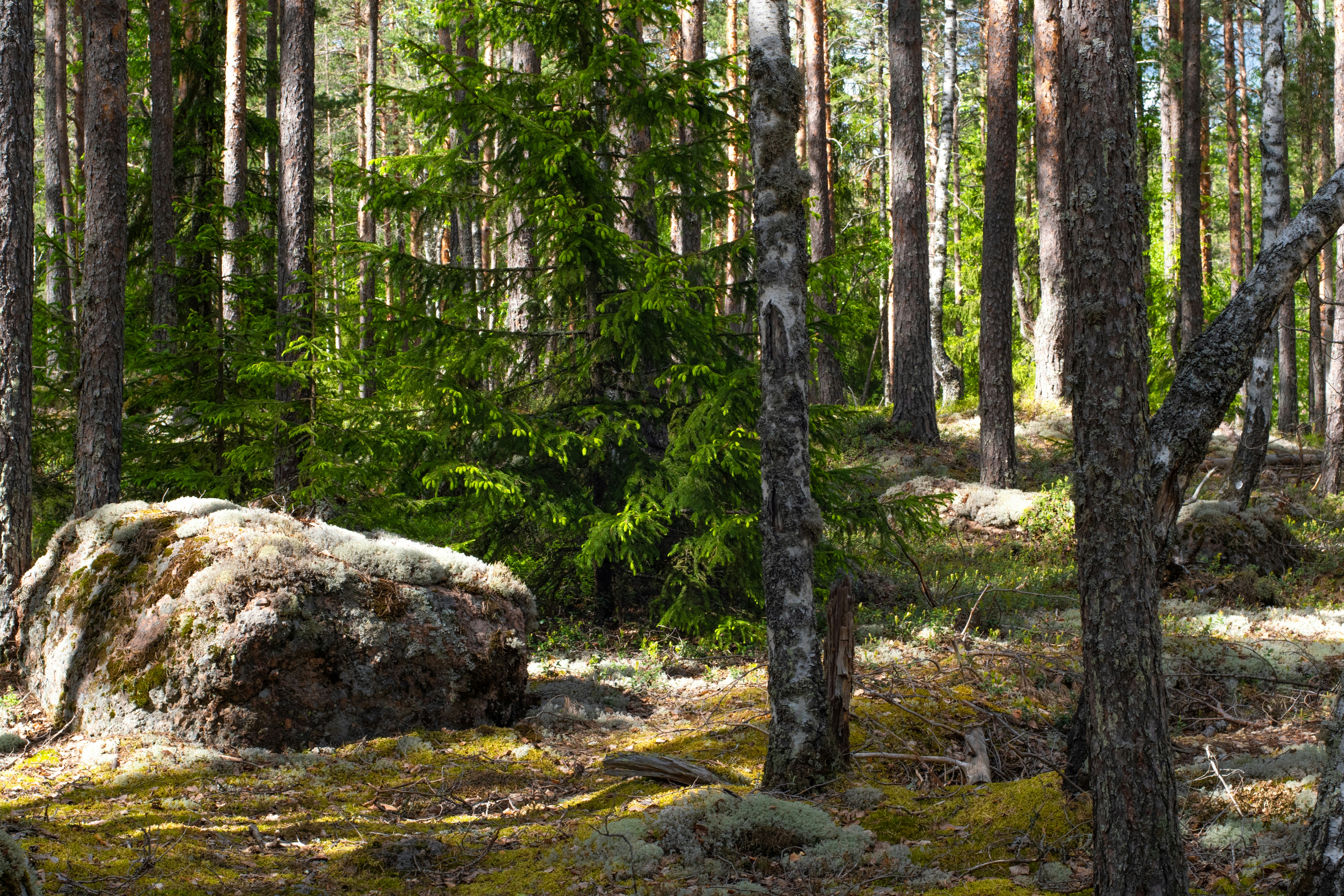 Photo by nataliaraylenegusakova