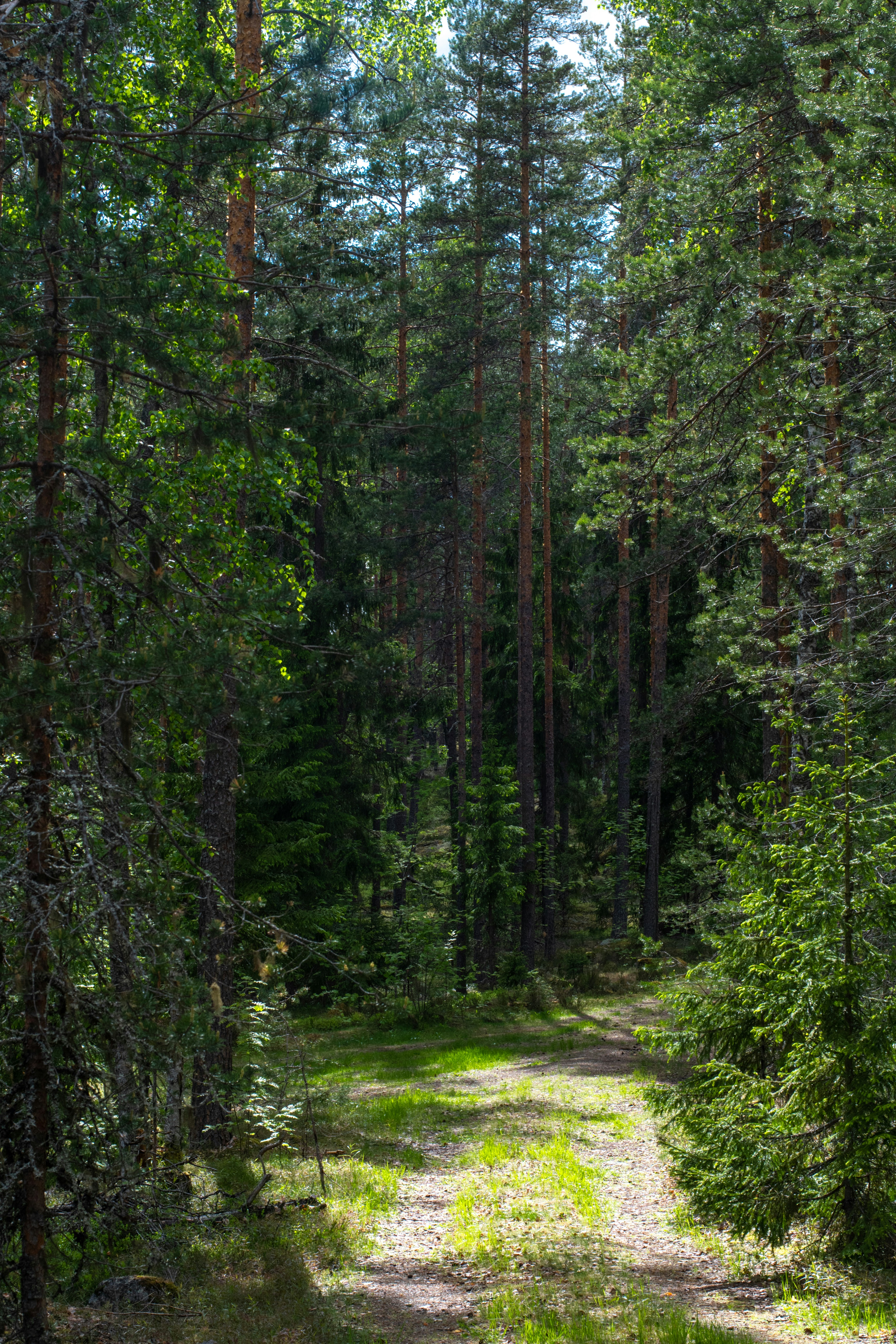 summer forest wallpaper, wallpaper, Camping During a Heatwave: Essential Tips 4